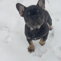 Precious, a female French Bulldog for sale in Howard Lake, MN – Photo 3 of 10