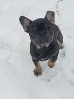 Precious, a female French Bulldog for sale in Howard Lake, MN – Photo 3 of 10