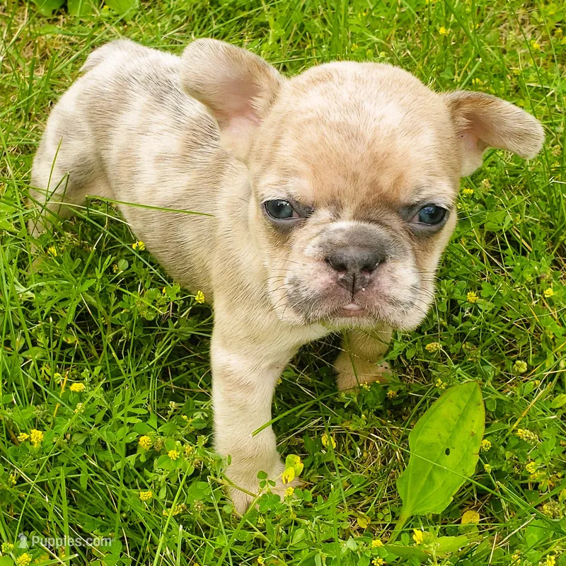 Cheetah  – French Bulldog puppy for sale in Howard Lake, MN