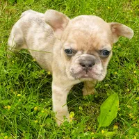Sunny, a male French Bulldog for sale in Howard Lake, MN – 1 of 10