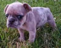 Sunny, a male French Bulldog for sale in Howard Lake, MN – 6 of 10