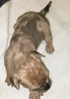 Honey, a female French Bulldog for sale in Howard Lake, MN – 5 of 6