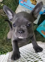 Cali, a female French Bulldog for sale in Howard Lake, MN – 1 of 6