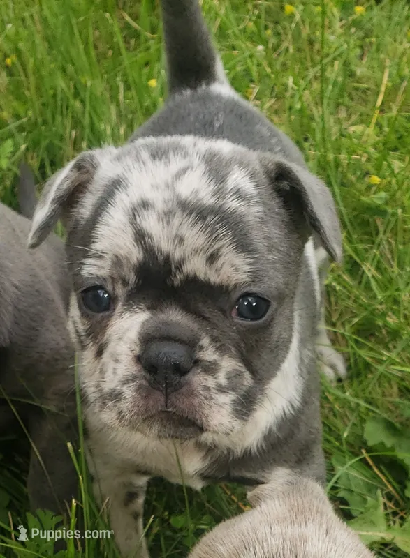 Violet – French Bulldog puppy for sale in Howard Lake, MN