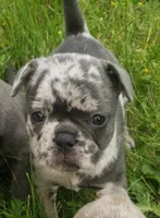 Violet, a female French Bulldog for sale in Howard Lake, MN – 7 of 10