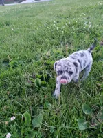 Bella, a female French Bulldog for sale in Howard Lake, MN – 5 of 7