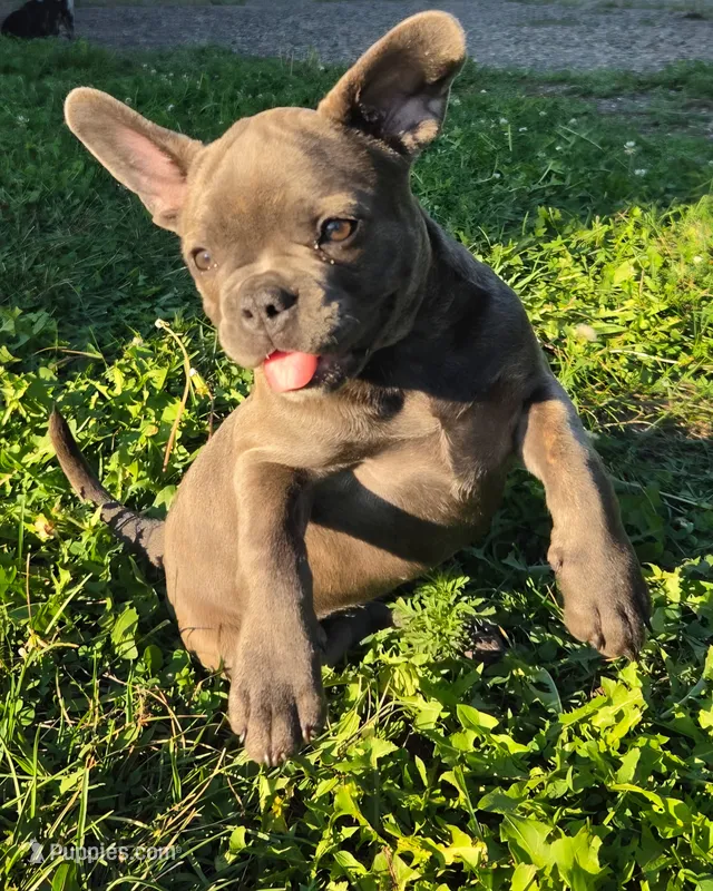 Cali – French Bulldog puppy for sale in Howard Lake, MN