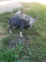 Tinker Bell, a female French Bulldog for sale in Howard Lake, MN – 4 of 9
