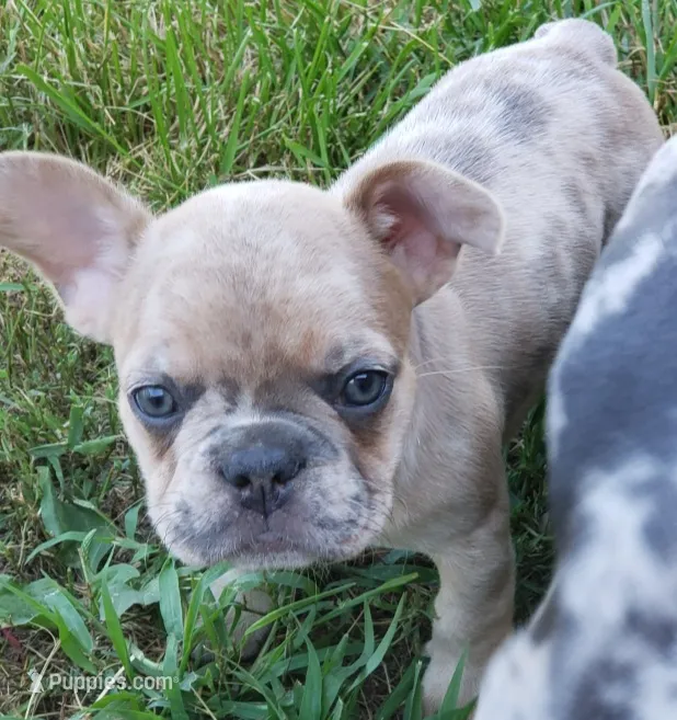 Sunny – French Bulldog puppy for sale in Howard Lake, MN
