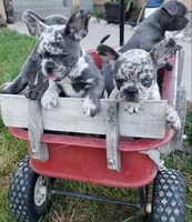 Coral, a female French Bulldog for sale in Howard Lake, MN – 6 of 9