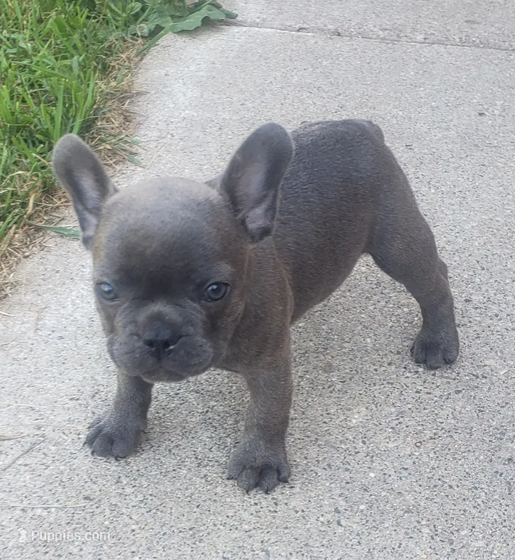 Slate – French Bulldog puppy for sale in Howard Lake, MN