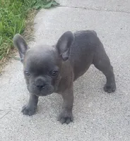 Slate, a male French Bulldog for sale in Howard Lake, MN – 2 of 9