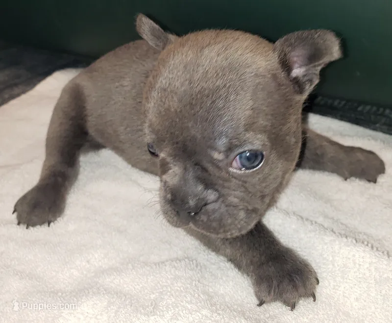 Slate – French Bulldog puppy for sale in Howard Lake, MN
