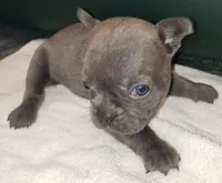 Slate, a male French Bulldog for sale in Howard Lake, MN – 1 of 3