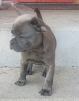 Cali, a female French Bulldog for sale in Howard Lake, MN – 2 of 6