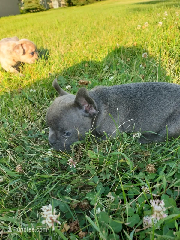 Slate – French Bulldog puppy for sale in Howard Lake, MN
