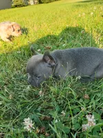 Slate, a male French Bulldog for sale in Howard Lake, MN – 3 of 9