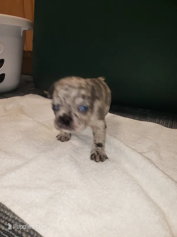 Coral – French Bulldog puppy for sale in Howard Lake, MN