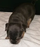 Tinker Bell, a female French Bulldog for sale in Howard Lake, MN – 2 of 6