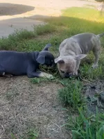 Tinker Bell, a female French Bulldog for sale in Howard Lake, MN – 3 of 9
