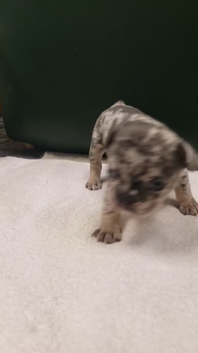 Flint, a male French Bulldog for sale in Howard Lake, MN – 3 of 5
