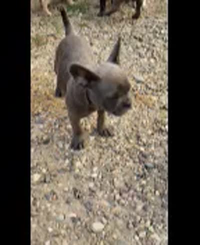 Cali, a female French Bulldog for sale in Howard Lake, MN – 6 of 6