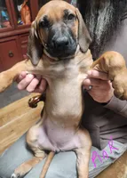 Pink Rhodesian Ridgeback Girl, a female Rhodesian Ridgeback for sale in Pittsburgh, PA – Photo 5 of 5