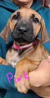 Pink Rhodesian Ridgeback Girl, a female Rhodesian Ridgeback for sale in Pittsburgh, PA – Photo 4 of 5