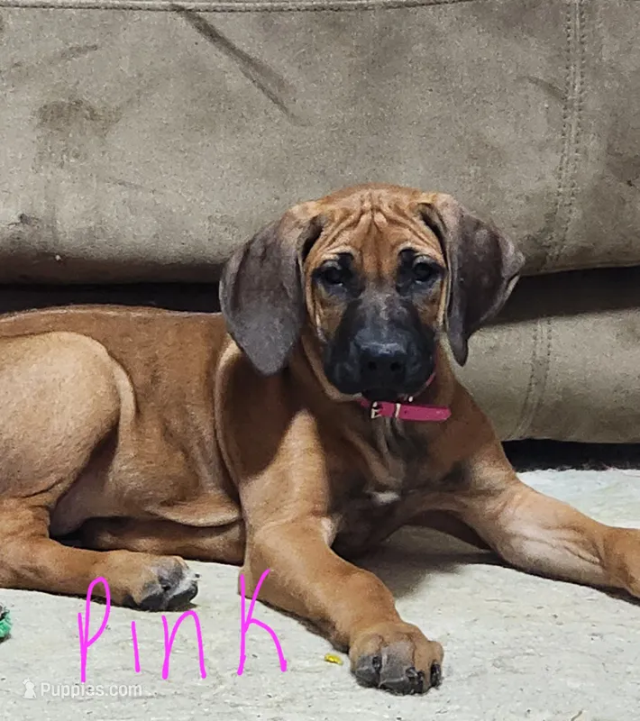 Pink Rhodesian Ridgeback Girl