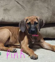 Pink Rhodesian Ridgeback Girl, a female Rhodesian Ridgeback for sale in Pittsburgh, PA – Photo 1 of 5