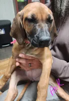 Pink Rhodesian Ridgeback Girl, a female Rhodesian Ridgeback for sale in Pittsburgh, PA – Photo 2 of 5