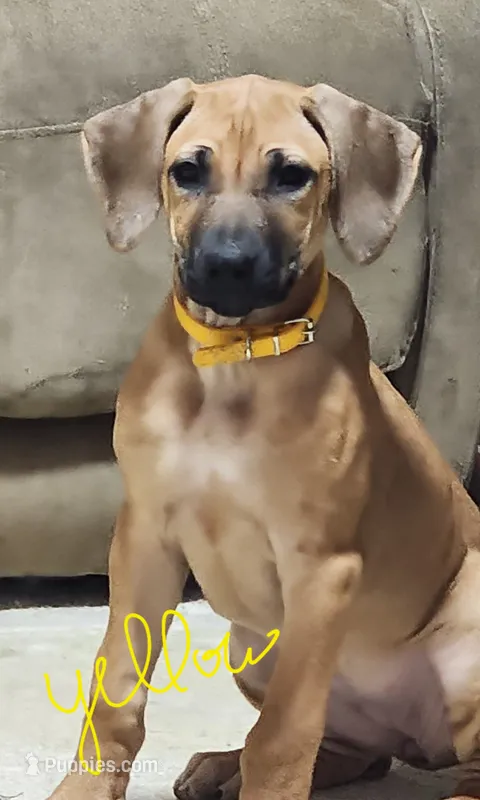 Yellow Rhodesian Ridgeback