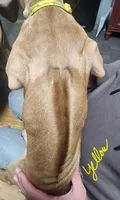 Yellow Rhodesian Ridgeback, a female Rhodesian Ridgeback for sale in Pittsburgh, PA – Photo 6 of 6