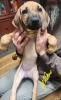 Yellow Rhodesian Ridgeback, a female Rhodesian Ridgeback for sale in Pittsburgh, PA – Photo 2 of 6