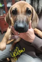 Yellow Rhodesian Ridgeback, a female Rhodesian Ridgeback for sale in Pittsburgh, PA – Photo 3 of 6
