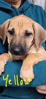 Yellow Rhodesian Ridgeback, a female Rhodesian Ridgeback for sale in Pittsburgh, PA – Photo 4 of 6