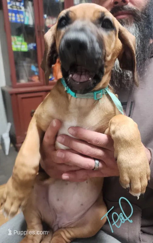 Teal Rhodesian Ridgeback Girl