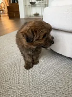 Teddy , a male Pomapoo for sale in Vancouver, WA – 8 of 8