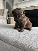 Tobey, a male Pomapoo for sale in Vancouver, WA – 2 of 3