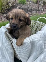 Bella , a female Pomapoo and Poodle - Toy  for sale in Vancouver, WA – 4 of 4