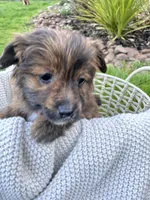 Bella , a female Pomapoo and Poodle - Toy  for sale in Vancouver, WA – 3 of 4
