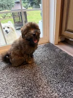 Teddy , a male Pomapoo for sale in Vancouver, WA – 3 of 8
