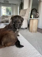 Stella , a female Pomapoo for sale in Vancouver, WA – 3 of 6