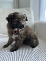 Lilly , a female Pomapoo and Poodle - Toy  for sale in Vancouver, WA – 2 of 4