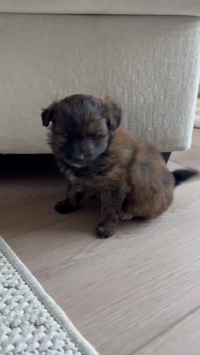 Stella , a female Pomapoo for sale in Vancouver, WA – 6 of 6