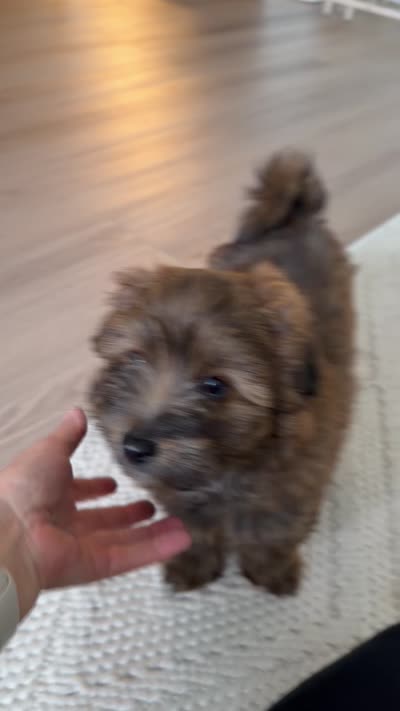 Teddy , a male Pomapoo for sale in Vancouver, WA – 7 of 8