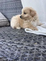 Finn, a male Pomapoo for sale in Vancouver, WA – 8 of 8