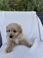 Finn, a male Pomapoo for sale in Vancouver, WA – 6 of 8