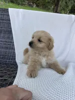Finn, a male Pomapoo for sale in Vancouver, WA – 5 of 8