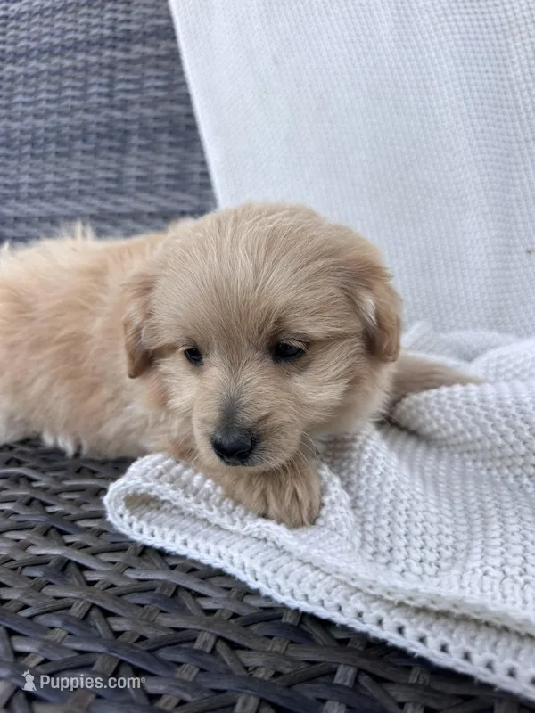 Finn – Pomapoo puppy for sale in Vancouver, WA